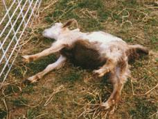 fainting goat